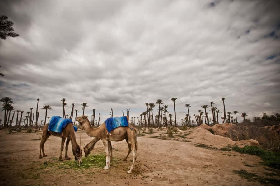 Marrakech Palmeraie 3-Hour Camel Ride - Quick Take: Marrakech Palmeraie Camel Ride Essentials