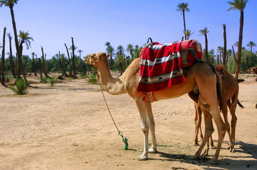 Marrakech Palmeraie 3-Hour Camel Ride - What You Do on the 3-Hour Marrakech Palmeraie Camel Ride