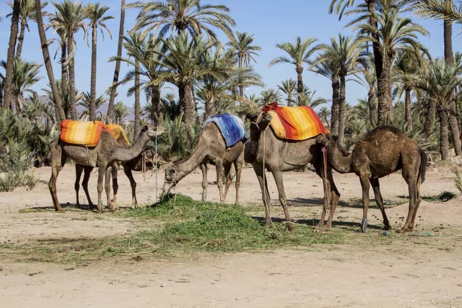 Marrakech Palmeraie 3-Hour Camel Ride - Palmeraie Ride Timing: When 3 Hours Feels Like More or Less