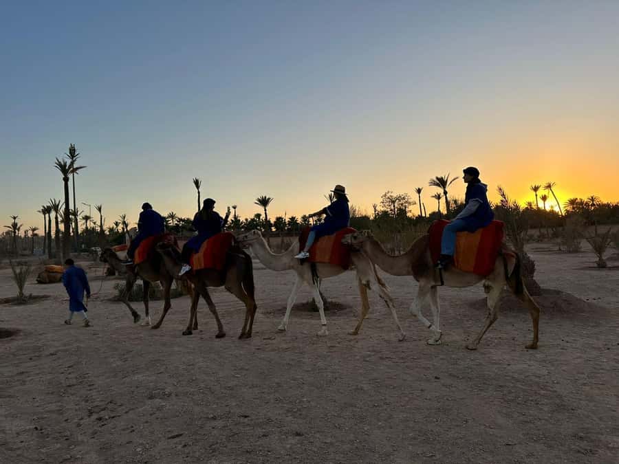 Marrakech Palmeraie Camel Ride Adventure - Key highlights worth planning around