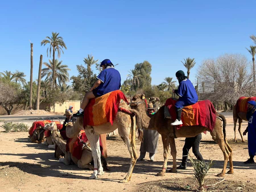Marrakech Palmeraie Camel Ride Adventure - Who should book, and who should skip it