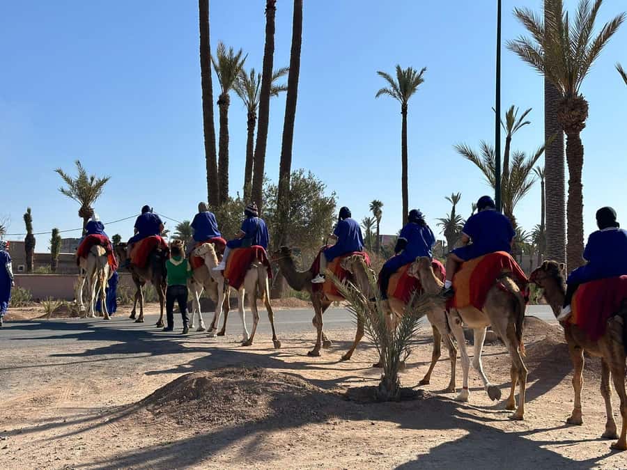 Marrakech Palmeraie Camel Ride Adventure - Marrakech Palmeraie camel rides, in plain terms