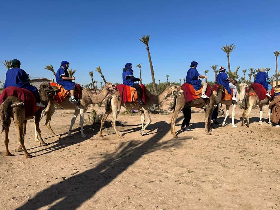 Marrakech Palmeraie Camel Ride Adventure - Before you ride: what “expert handling” means for you
