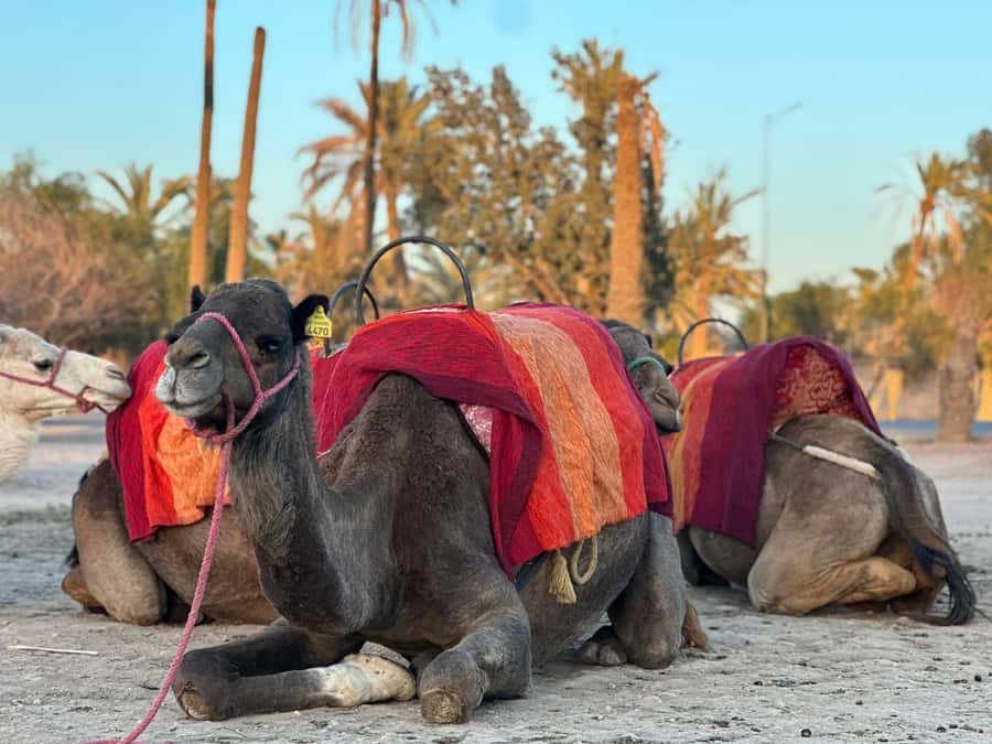 Marrakech Palmeraie Camel Ride Adventure - What to bring and what to wear in the Palmeraie