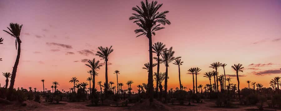 Marrakech Palmeraie: Camel Ride at Sunset - Quick reasons this sunset camel ride is worth it