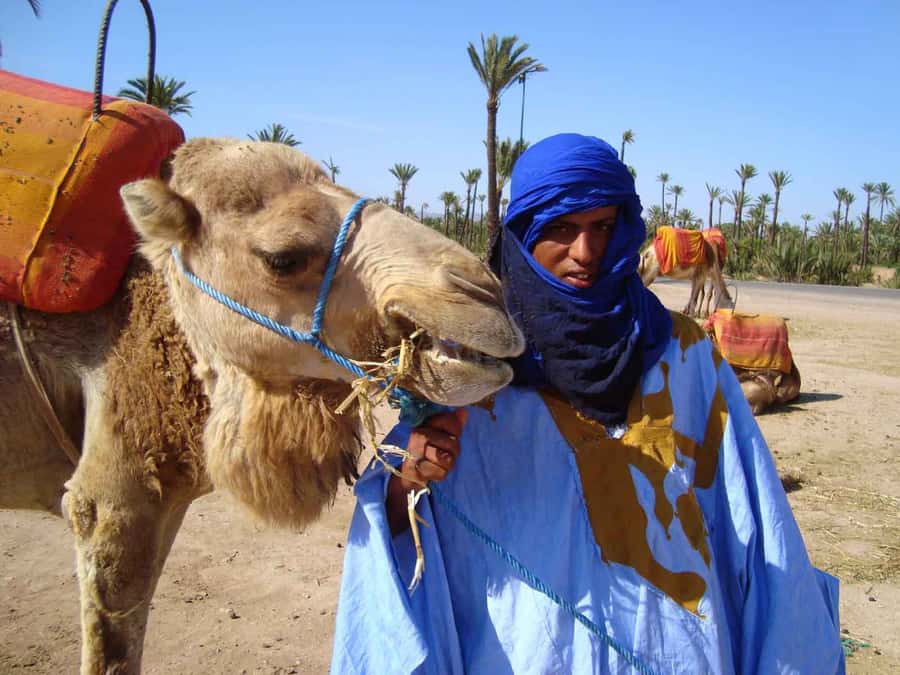 Marrakech Palmeraie: Camel Ride at Sunset - The camel ride itself: what happens during that 1 hour