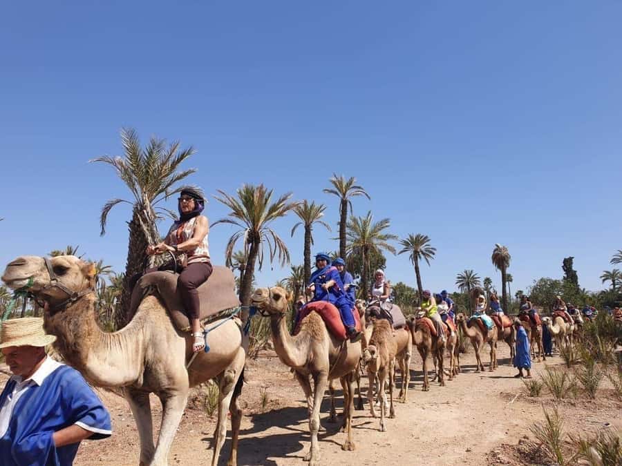 Marrakech Palmeraie: Camel Ride at Sunset - Price and value: is $20 really fair for a sunset camel ride?