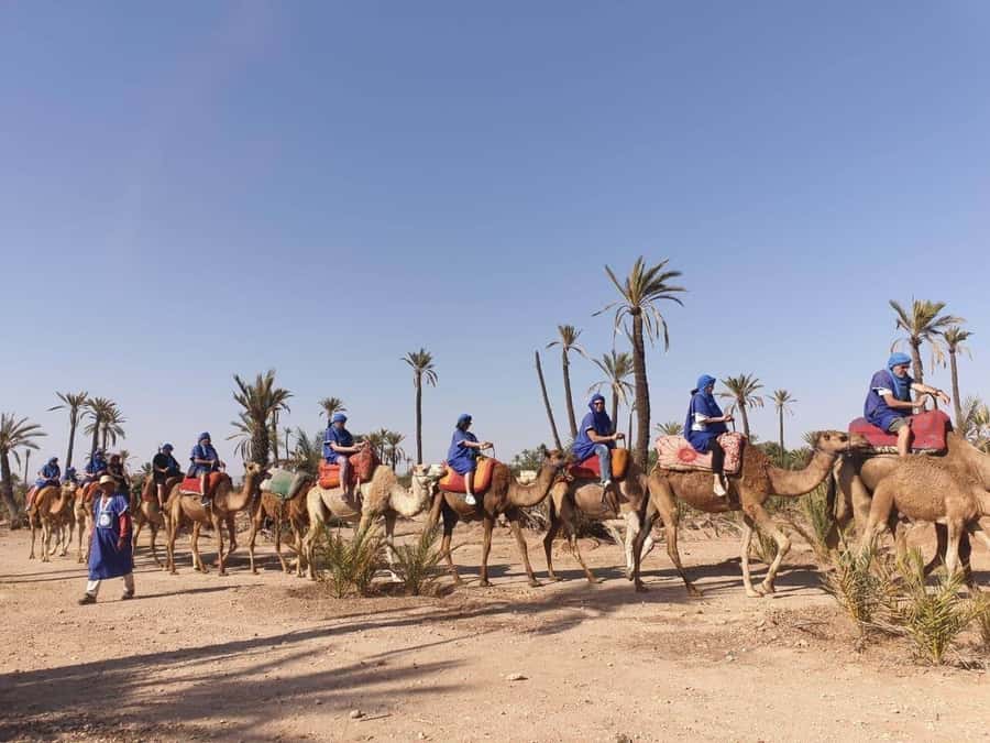 Marrakech Palmeraie: Camel Ride at Sunset - Practical tips so your evening stays comfortable