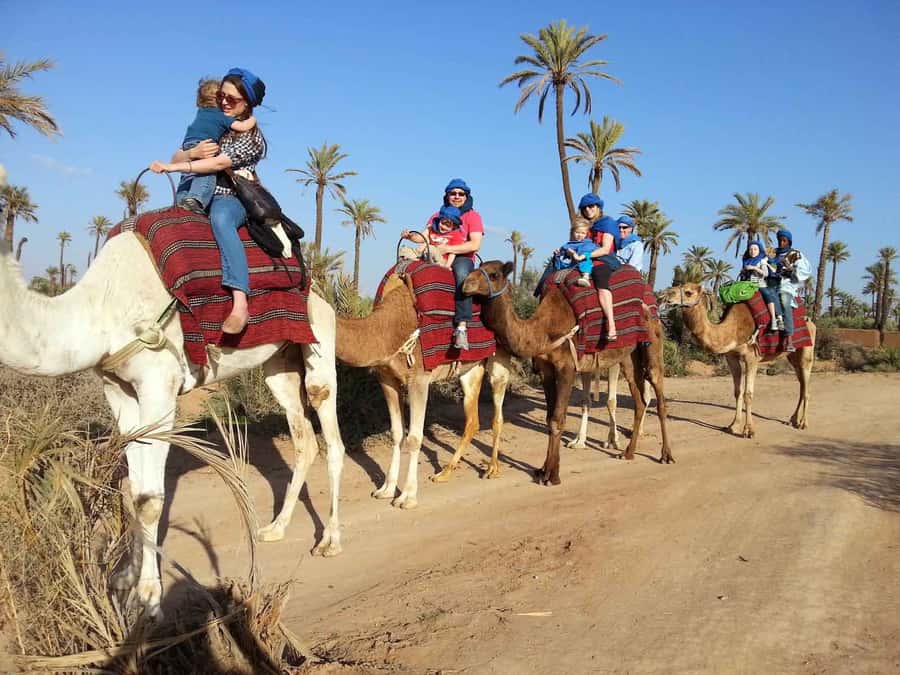 Marrakech Palmeraie: Camel Ride at Sunset - Getting there from your riad: pickup and timing that actually matters