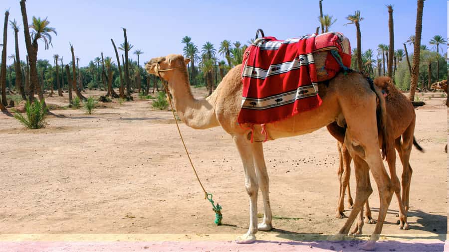 Marrakech Palmeraie: Camel Ride & Quad Bike Experience - Who this tour fits, and who should skip it