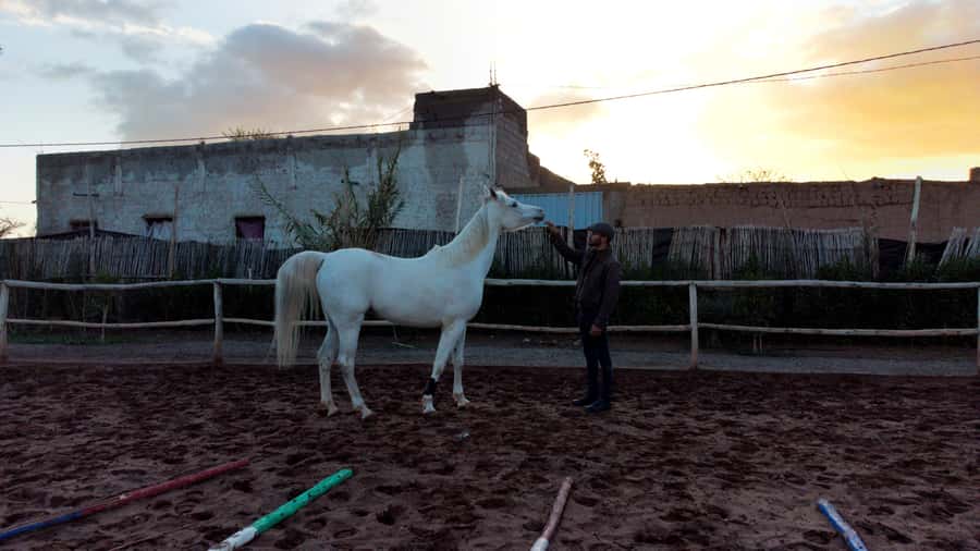 Marrakech: Private Horseback Tour in the Palm Grove with Tea - Riding Through the Palmeraie: Walk, Trot, and Controlled Gallop