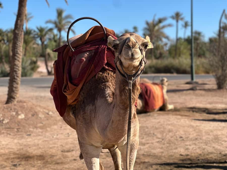 Marrakech: Quad Bike excursion at the sunset with Tea Break - Getting there: hotel pickup, van ride, and what to expect