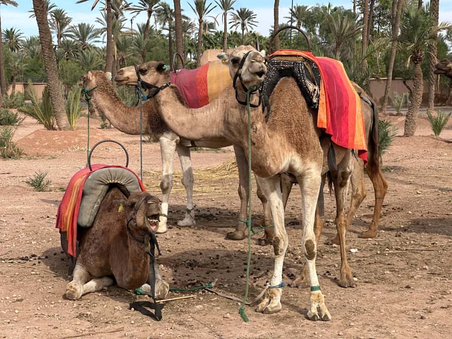 Marrakech: Quad Bike excursion at the sunset with Tea Break - Who this tour suits best, and who should pass