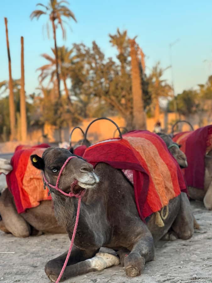 Marrakech:quad excursion at Jbilet desert with Moroccan tea - Palm grove ride: where you get scenic speed with lower stress