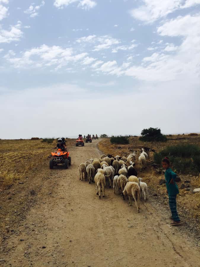 Marrakech: Quad Tour in Jbilets Desert with Palm Grove - Palm Grove photo stop: where the scenery actually shows up