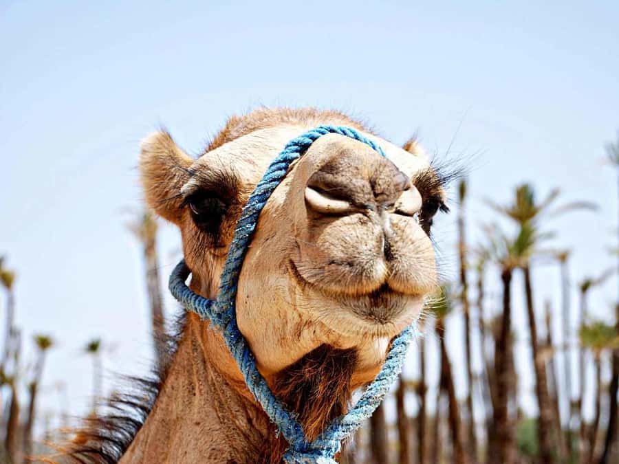 Marrakech: Sunset Camel Ride in Palmeraie - Getting set up for camels, with dress and safety help