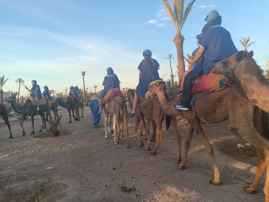Marrakech: Sunset Camel Ride in the Palmeraie - Price and value: $34 sounds fair, if the timing lands right