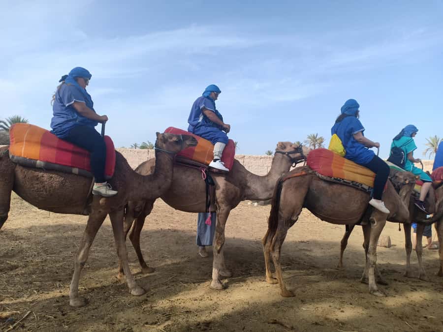 Marrakech: Sunset Camel Ride in the Palmeraie - What to watch for: the common weak points (so you can avoid them)