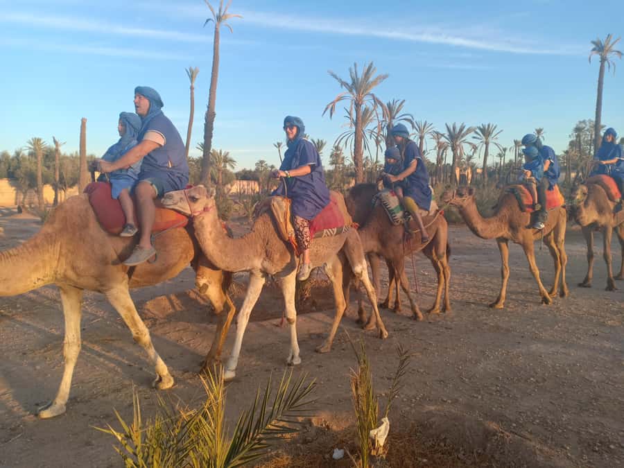 Marrakech: Sunset Camel Ride in the Palmeraie - The basic plan in plain words (and what it actually means)