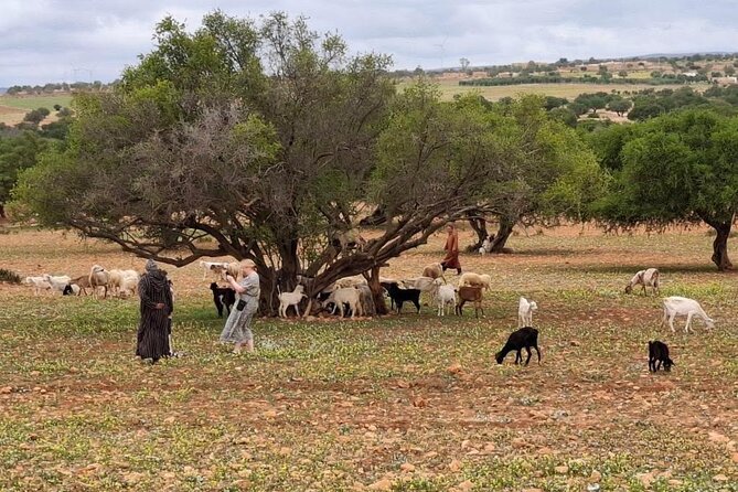 Marrakech to Essaouira Day Trip with Coastal Views - Argan cooperative stop, artisan time, and what to ask