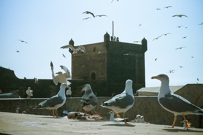 Marrakech to Essaouira: Private Tour - Should you book this private Marrakech to Essaouira tour?