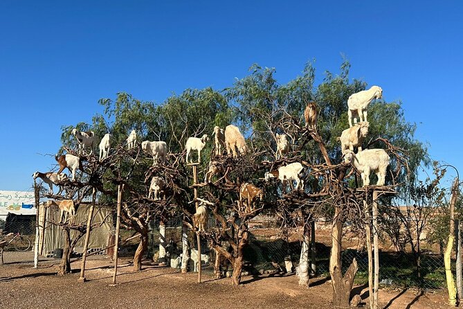 Marrakech to Essaouira / Small group day tour To Essaouira - Guide and group vibe, from smooth days to problem-solving