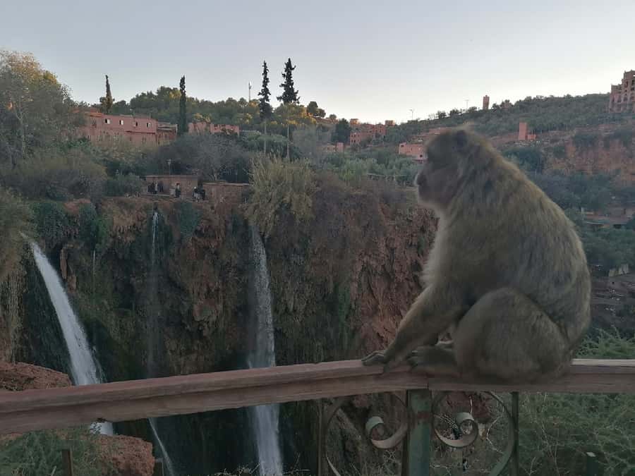 Marrakech to Ouzoud waterfalls day tour - Guide & boat ride - Boat ride at the base: close-up water power