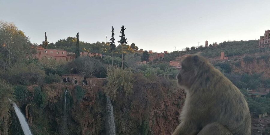 Marrakech to Ouzoud waterfalls day tour - Guide & boat ride - Apes up close: fun, but don’t act like a human snack vending machine