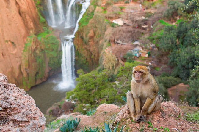Marrakech to Ouzoud Waterfalls Day Trip with Local Guide & Boat - The boat ride option: getting closer without turning the day into chaos