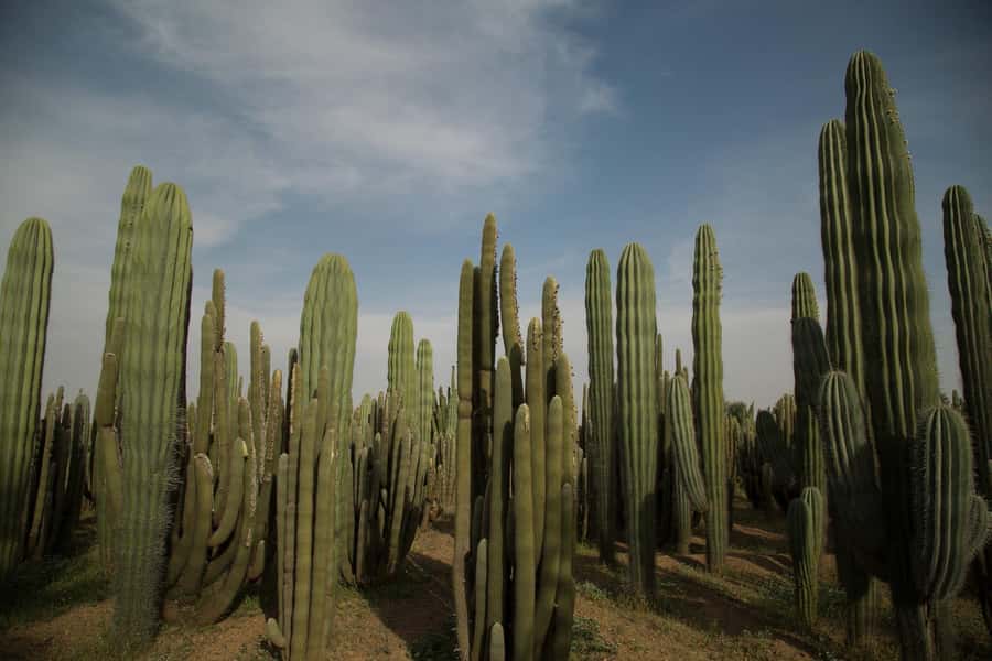 Marrakesh: Cactus Thiemann Entry Ticket - Quick Hits Before You Go