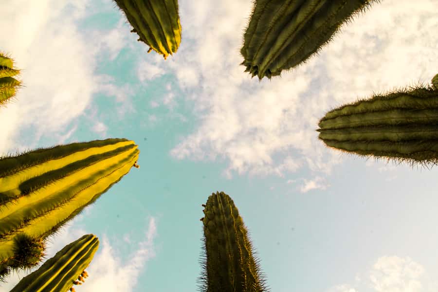 Marrakesh: Cactus Thiemann Entry Ticket - What Makes Cactus Thiemann Worth an Entry Ticket?