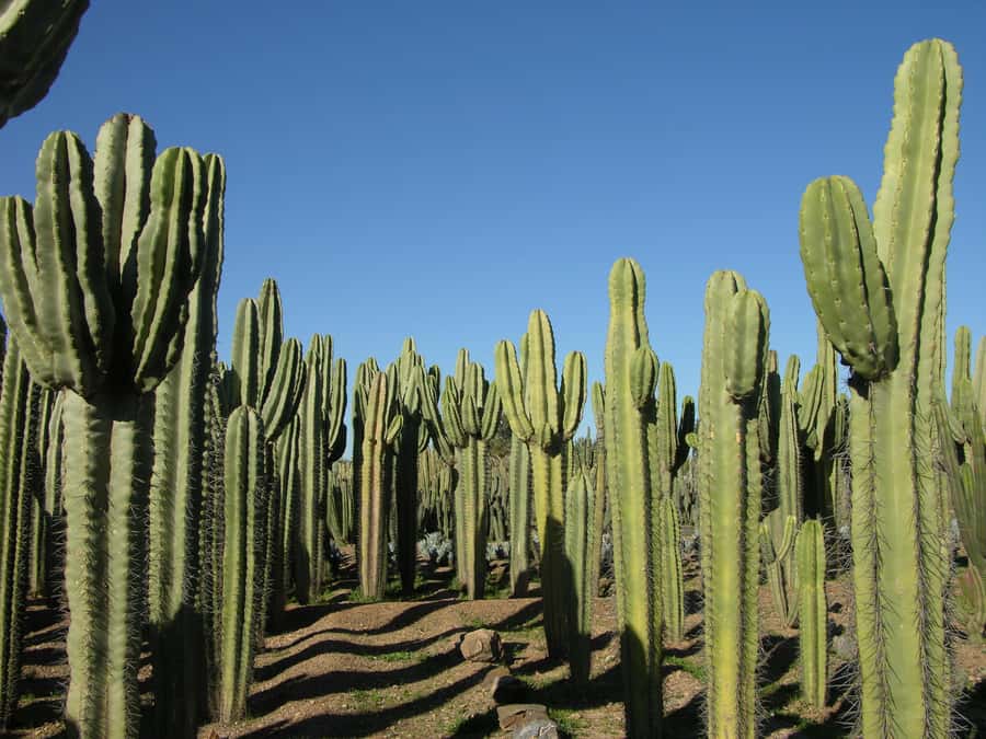 Marrakesh: Cactus Thiemann Entry Ticket - The Human Story: Hans Thiemann and Jacques Majorelle