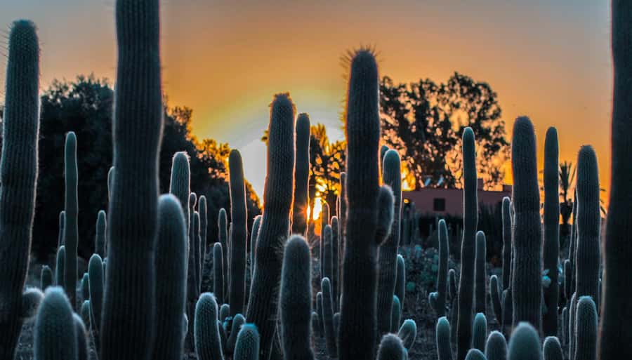 Marrakesh: Cactus Thiemann Entry Ticket - On-Site Experience: Paths, a Shooting Area, and a Practical Café
