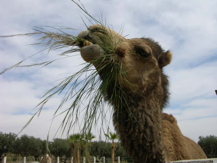 Marrakesh: Cactus Thiemann Entry Ticket - Best Fit: Who Will Enjoy This Most?