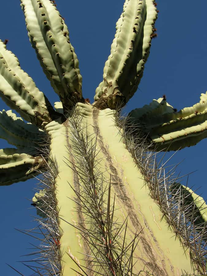 Marrakesh: Cactus Thiemann Entry Ticket - Should You Book This Entry Ticket?