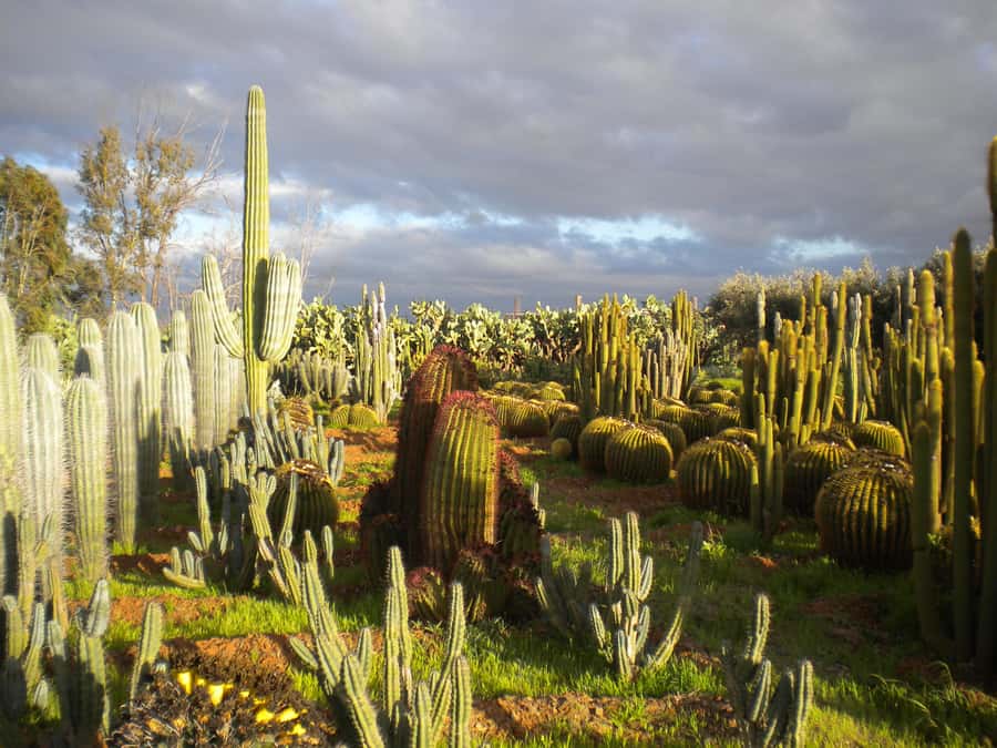 Marrakesh: Cactus Thiemann Entry Ticket - Inside the Garden: 150+ Species and the 9 m Forest Effect