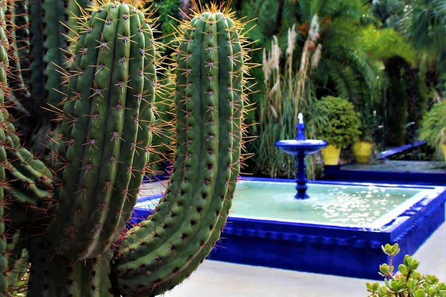Marrakesh: Majorelle Garden Entry Tickets - Tickets, QR codes, timing shifts, and what to do if plans change