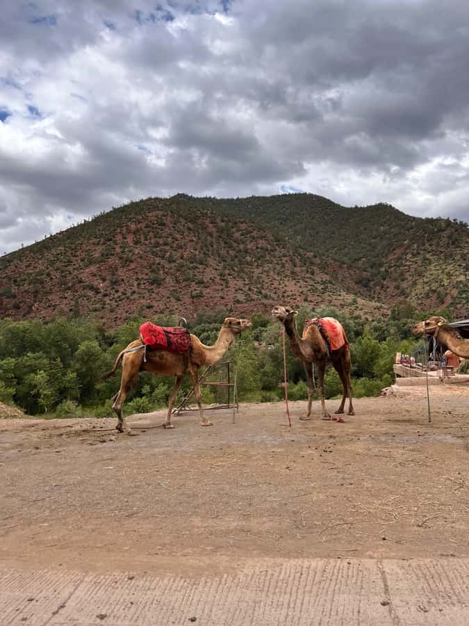 Marrakesh: Ourika Valley & Atlas Mountains Day Trip + Lunch - Key moments that make this day trip click