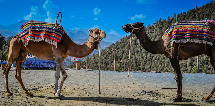 Marrakesh: Ourika Waterfalls, Atlas Mountains, Guide + Lunch - Ourika River Lunch and Tea Break: The Best Way to Recharge