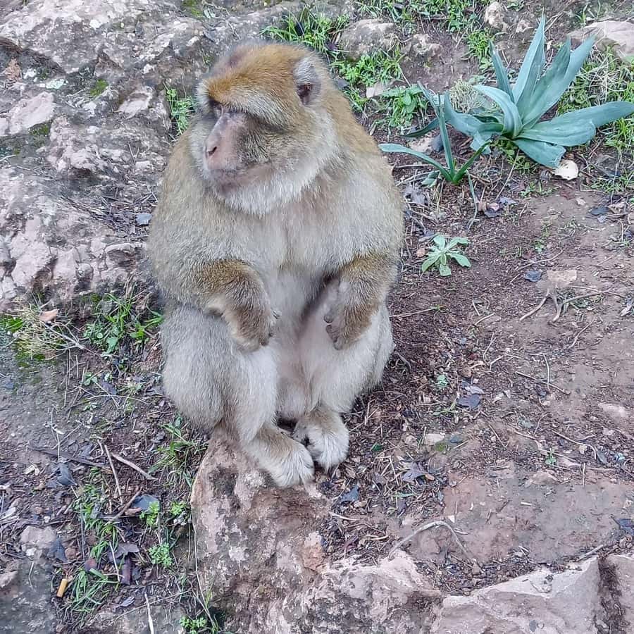 Marrakesh: Ouzoud Waterfalls Trip with Hike & Boat Option - Monkeys at Ouzoud: Feeding, Photos, and One Smart Etiquette Rule