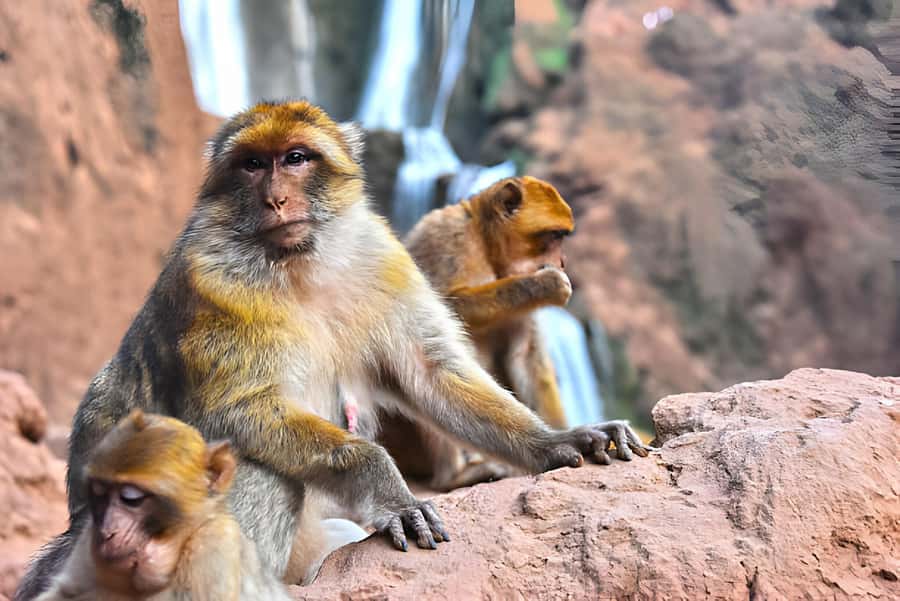 Marrakesh: Ouzoud Waterfalls Trip with Hike & Boat Option - Arriving at the Falls: The Hike That Makes Ouzoud Feel Real