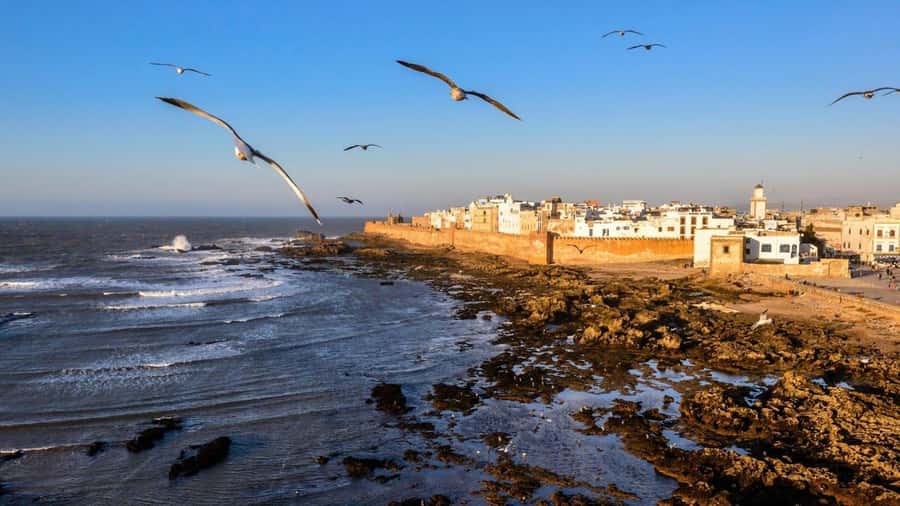 Marrakesh to Essaouira: Small-Group Day Trip & Cooperatives - The Old Harbor and Seafood Lunch Options That Actually Work