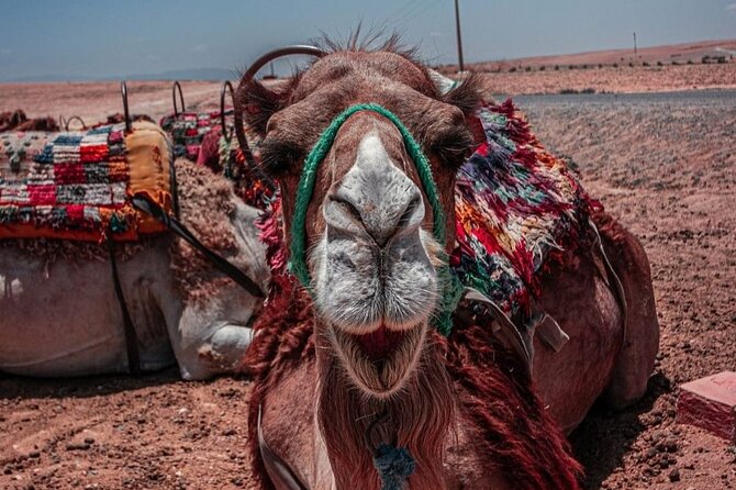MEDINA of ESSAOUIRa - Agafay is stony desert, so manage expectations and pack smarter