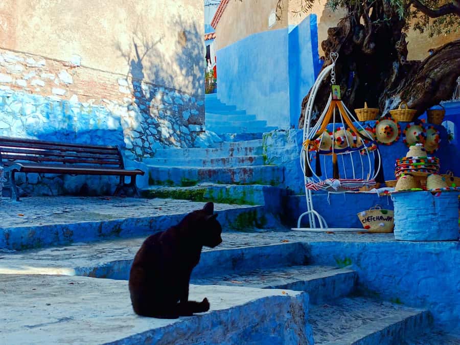 Memorable Day Trip From Fez to Chefchaouen the Blue City - Key highlights worth showing up for