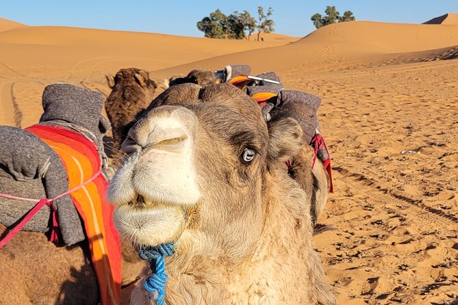 MERZOUGA DESERT TREK - 3 DAYS From Marrakech - Who This 3-Day Merzouga Trek Is Best For
