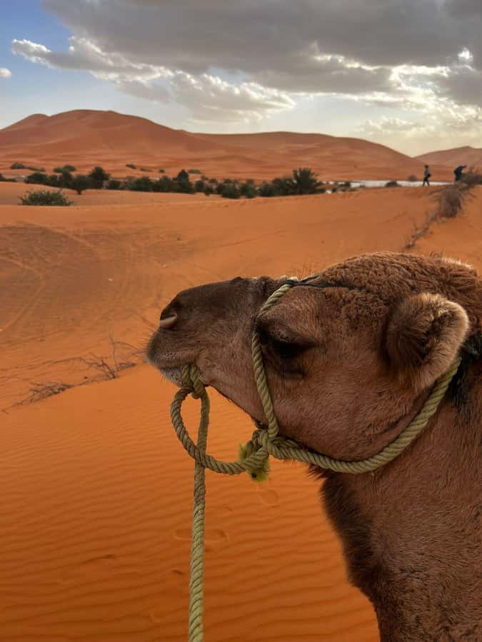 Merzouga Overnight Stay in a Berber Tent and Camel Ride - Key things to know before you go