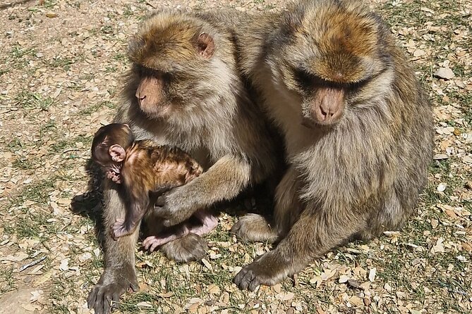 Middle Atlas Mountains, Cedar Forest and Azrou Day Trip from Fez - Ifrane National Park Cedar Forest and Magot Monkeys