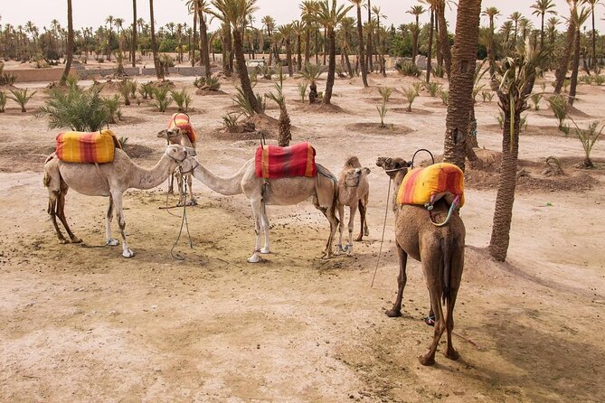 Morning Flight Over Marrakech with Hot Air Balloon Flight - Key things I think you’ll care about