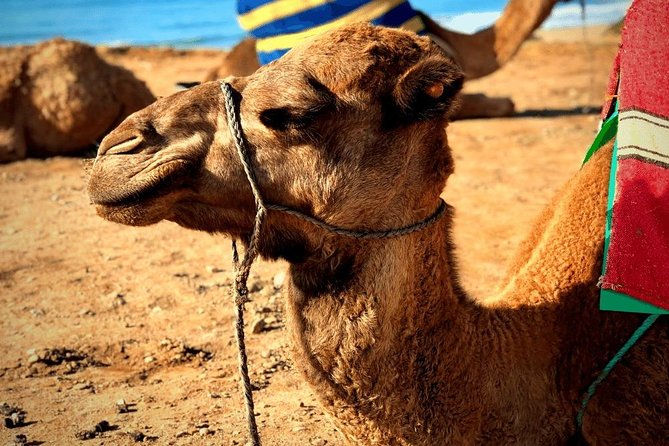 Morocco Day Trip from Spain: Private, Luxury & All-Inclusive - Price and value: is $298.49 per person a smart buy?