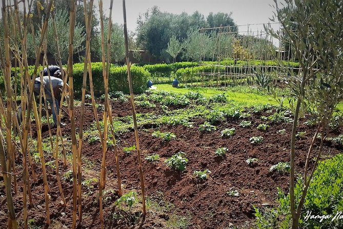 Organic Moroccan Cooking Class At Secret Berber Garden CT - Inside the organic farm: tea, garden picking, and the kitchen flow